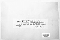 Aecidium sii-latifolii image